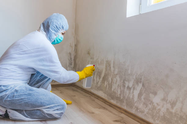 Licensed Attic Mold Removal service in Four Oaks, NC - WQB Mold Removal