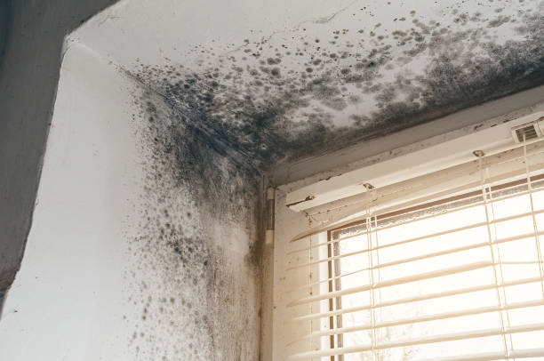 Affordable Attic Mold Removal solutions in Four Oaks, NC
