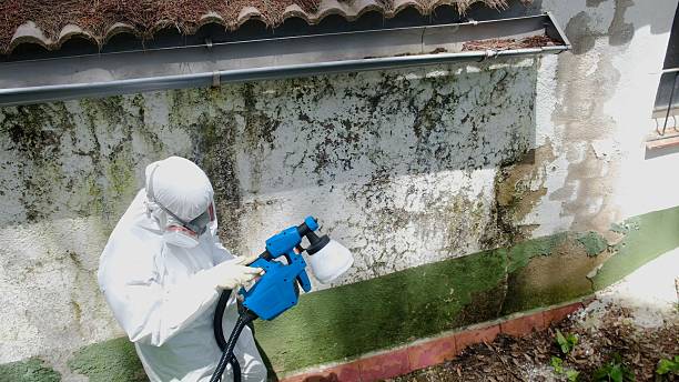 Top rated local Attic Mold Removal specialists in Four Oaks, NC